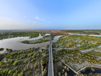 The Populus euphratica forest wetland lies on both sides of the Tarim River Bridge along the desert highway in Bazhou, Xinjiang province, Ch...