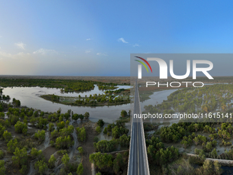 The Populus euphratica forest wetland lies on both sides of the Tarim River Bridge along the desert highway in Bazhou, Xinjiang province, Ch...