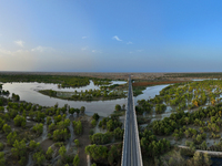 The Populus euphratica forest wetland lies on both sides of the Tarim River Bridge along the desert highway in Bazhou, Xinjiang province, Ch...