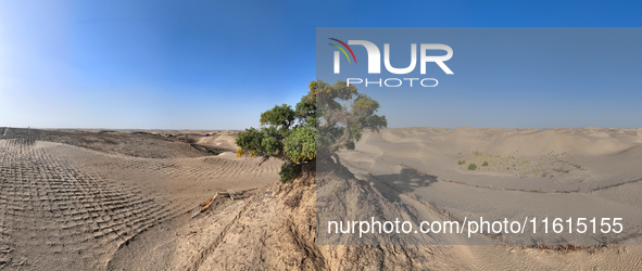 In Bazhou, Xinjiang, China, on September 23, 2024, Desert Highway ''One Tree'' Scenic Spot. 