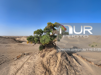 In Bazhou, Xinjiang, China, on September 23, 2024, Desert Highway ''One Tree'' Scenic Spot. (