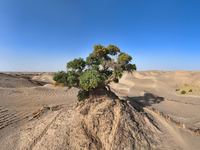 In Bazhou, Xinjiang, China, on September 23, 2024, Desert Highway ''One Tree'' Scenic Spot. (