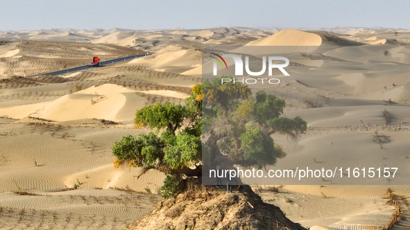 In Bazhou, Xinjiang, China, on September 23, 2024, Desert Highway ''One Tree'' Scenic Spot. 