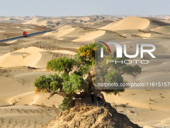 In Bazhou, Xinjiang, China, on September 23, 2024, Desert Highway ''One Tree'' Scenic Spot. (