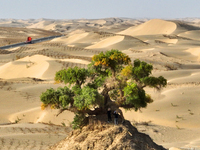 In Bazhou, Xinjiang, China, on September 23, 2024, Desert Highway ''One Tree'' Scenic Spot. (