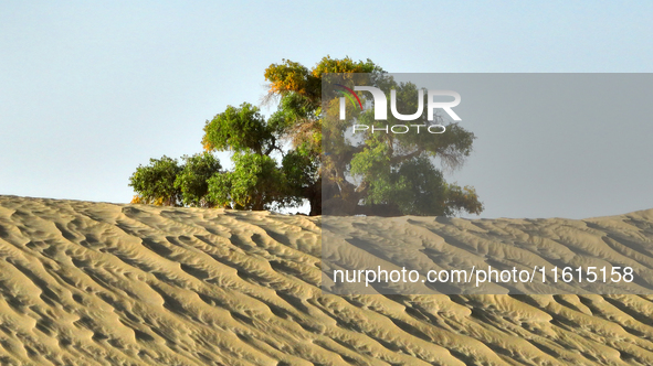 In Bazhou, Xinjiang, China, on September 23, 2024, Desert Highway ''One Tree'' Scenic Spot. 