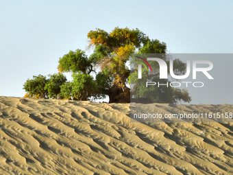 In Bazhou, Xinjiang, China, on September 23, 2024, Desert Highway ''One Tree'' Scenic Spot. (