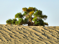 In Bazhou, Xinjiang, China, on September 23, 2024, Desert Highway ''One Tree'' Scenic Spot. (