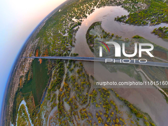 The Populus euphratica forest wetland lies on both sides of the Tarim River Bridge along the desert highway in Bazhou, Xinjiang province, Ch...