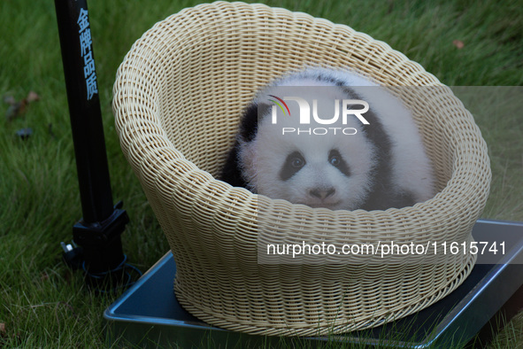 A three-month-old giant panda named Haoqi is seen in Chongqing Zoo, China, on September 28, 2024. The giant panda Haoqi is born in Chongqing...