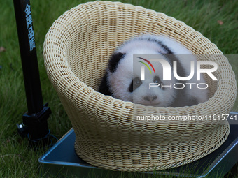 A three-month-old giant panda named Haoqi is seen in Chongqing Zoo, China, on September 28, 2024. The giant panda Haoqi is born in Chongqing...