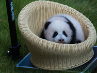 A three-month-old giant panda named Haoqi is seen in Chongqing Zoo, China, on September 28, 2024. The giant panda Haoqi is born in Chongqing...