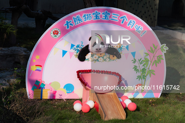 A three-month-old giant panda named Haoqi is seen in Chongqing Zoo, China, on September 28, 2024. The giant panda Haoqi is born in Chongqing...