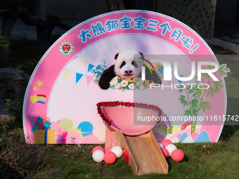 A three-month-old giant panda named Haoqi is seen in Chongqing Zoo, China, on September 28, 2024. The giant panda Haoqi is born in Chongqing...