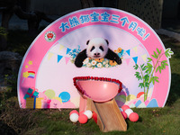 A three-month-old giant panda named Haoqi is seen in Chongqing Zoo, China, on September 28, 2024. The giant panda Haoqi is born in Chongqing...