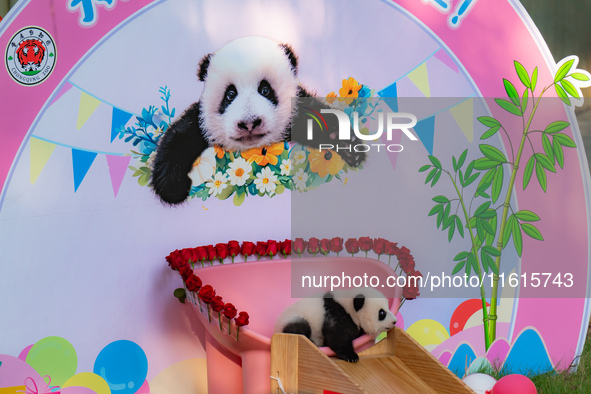 A three-month-old giant panda named Haoqi is seen in Chongqing Zoo, China, on September 28, 2024. The giant panda Haoqi is born in Chongqing...