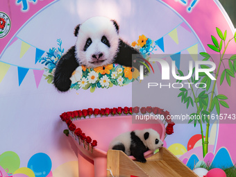 A three-month-old giant panda named Haoqi is seen in Chongqing Zoo, China, on September 28, 2024. The giant panda Haoqi is born in Chongqing...