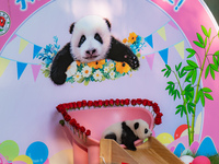 A three-month-old giant panda named Haoqi is seen in Chongqing Zoo, China, on September 28, 2024. The giant panda Haoqi is born in Chongqing...