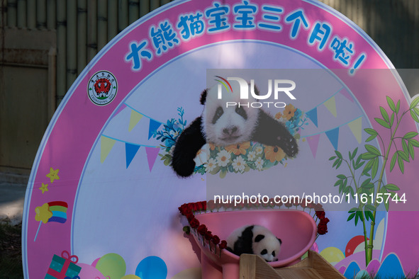 A three-month-old giant panda named Haoqi is seen in Chongqing Zoo, China, on September 28, 2024. The giant panda Haoqi is born in Chongqing...