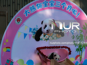 A three-month-old giant panda named Haoqi is seen in Chongqing Zoo, China, on September 28, 2024. The giant panda Haoqi is born in Chongqing...