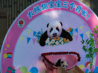 A three-month-old giant panda named Haoqi is seen in Chongqing Zoo, China, on September 28, 2024. The giant panda Haoqi is born in Chongqing...