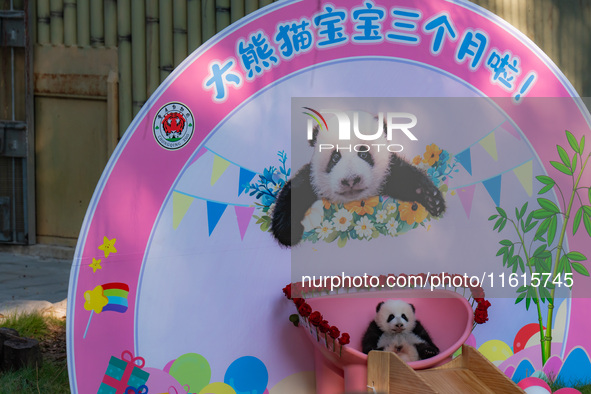 A three-month-old giant panda named Haoqi is seen in Chongqing Zoo, China, on September 28, 2024. The giant panda Haoqi is born in Chongqing...