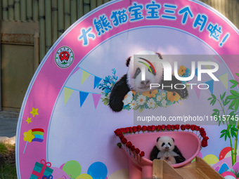 A three-month-old giant panda named Haoqi is seen in Chongqing Zoo, China, on September 28, 2024. The giant panda Haoqi is born in Chongqing...