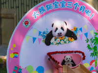 A three-month-old giant panda named Haoqi is seen in Chongqing Zoo, China, on September 28, 2024. The giant panda Haoqi is born in Chongqing...