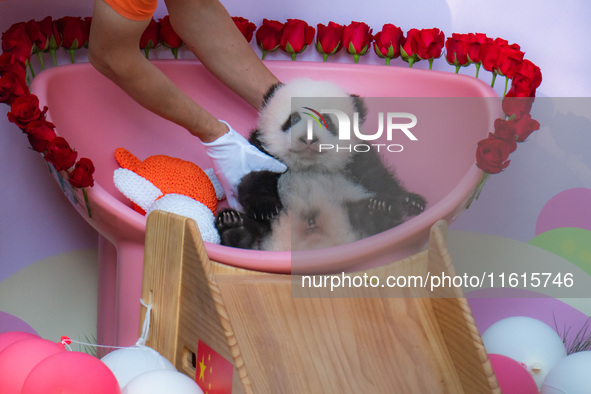 A three-month-old giant panda named Haoqi is seen in Chongqing Zoo, China, on September 28, 2024. The giant panda Haoqi is born in Chongqing...