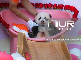 A three-month-old giant panda named Haoqi is seen in Chongqing Zoo, China, on September 28, 2024. The giant panda Haoqi is born in Chongqing...