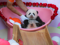 A three-month-old giant panda named Haoqi is seen in Chongqing Zoo, China, on September 28, 2024. The giant panda Haoqi is born in Chongqing...