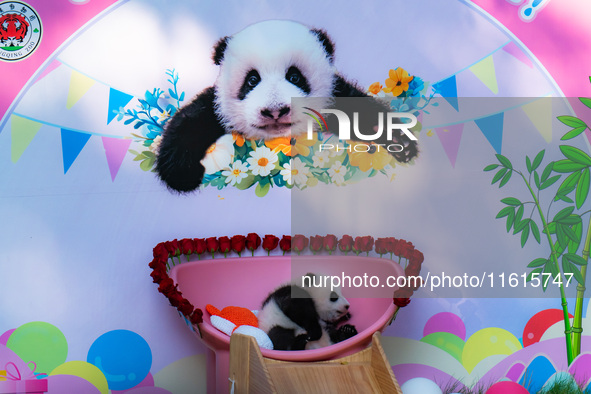 A three-month-old giant panda named Haoqi is seen in Chongqing Zoo, China, on September 28, 2024. The giant panda Haoqi is born in Chongqing...