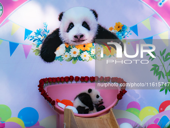 A three-month-old giant panda named Haoqi is seen in Chongqing Zoo, China, on September 28, 2024. The giant panda Haoqi is born in Chongqing...