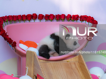 A three-month-old giant panda named Haoqi is seen in Chongqing Zoo, China, on September 28, 2024. The giant panda Haoqi is born in Chongqing...