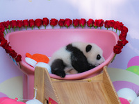 A three-month-old giant panda named Haoqi is seen in Chongqing Zoo, China, on September 28, 2024. The giant panda Haoqi is born in Chongqing...