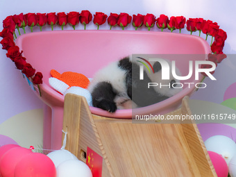 A three-month-old giant panda named Haoqi is seen in Chongqing Zoo, China, on September 28, 2024. The giant panda Haoqi is born in Chongqing...