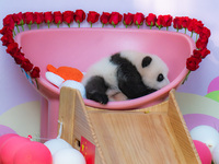 A three-month-old giant panda named Haoqi is seen in Chongqing Zoo, China, on September 28, 2024. The giant panda Haoqi is born in Chongqing...