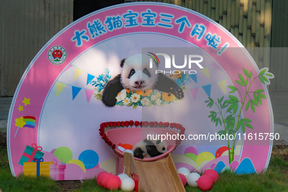 A three-month-old giant panda named Haoqi is seen in Chongqing Zoo, China, on September 28, 2024. The giant panda Haoqi is born in Chongqing...