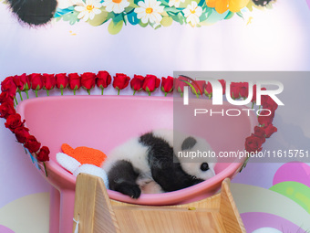 A three-month-old giant panda named Haoqi is seen in Chongqing Zoo, China, on September 28, 2024. The giant panda Haoqi is born in Chongqing...