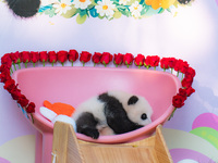 A three-month-old giant panda named Haoqi is seen in Chongqing Zoo, China, on September 28, 2024. The giant panda Haoqi is born in Chongqing...