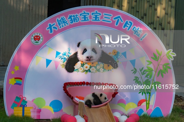 A three-month-old giant panda named Haoqi is seen in Chongqing Zoo, China, on September 28, 2024. The giant panda Haoqi is born in Chongqing...