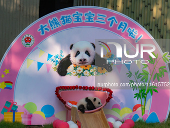 A three-month-old giant panda named Haoqi is seen in Chongqing Zoo, China, on September 28, 2024. The giant panda Haoqi is born in Chongqing...