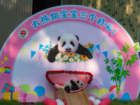 A three-month-old giant panda named Haoqi is seen in Chongqing Zoo, China, on September 28, 2024. The giant panda Haoqi is born in Chongqing...