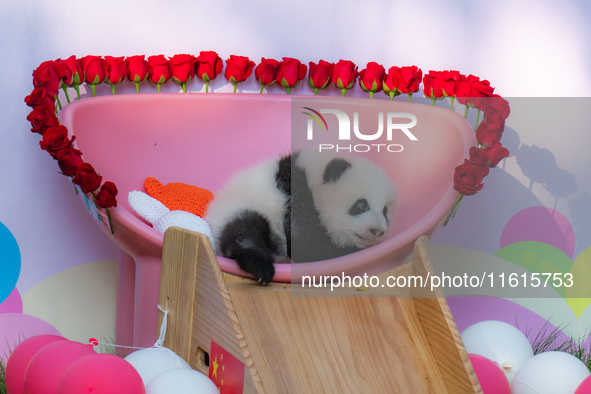 A three-month-old giant panda named Haoqi is seen in Chongqing Zoo, China, on September 28, 2024. The giant panda Haoqi is born in Chongqing...