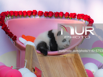 A three-month-old giant panda named Haoqi is seen in Chongqing Zoo, China, on September 28, 2024. The giant panda Haoqi is born in Chongqing...