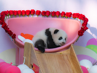 A three-month-old giant panda named Haoqi is seen in Chongqing Zoo, China, on September 28, 2024. The giant panda Haoqi is born in Chongqing...