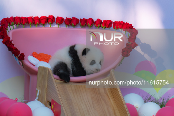 A three-month-old giant panda named Haoqi is seen in Chongqing Zoo, China, on September 28, 2024. The giant panda Haoqi is born in Chongqing...