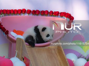 A three-month-old giant panda named Haoqi is seen in Chongqing Zoo, China, on September 28, 2024. The giant panda Haoqi is born in Chongqing...