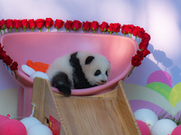 A three-month-old giant panda named Haoqi is seen in Chongqing Zoo, China, on September 28, 2024. The giant panda Haoqi is born in Chongqing...