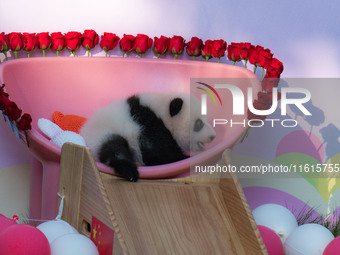 A three-month-old giant panda named Haoqi is seen in Chongqing Zoo, China, on September 28, 2024. The giant panda Haoqi is born in Chongqing...